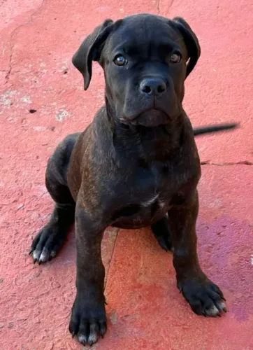 CANE CORSO ITALIANO PEDIGREE