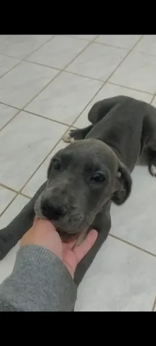 Filhote fêmea de dogue alemão BLUE