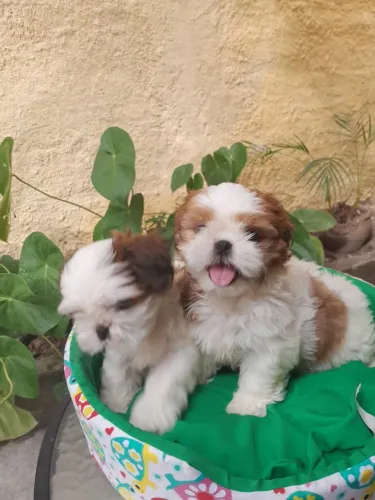 Shih Tzu Filhotinhos Parcelamos em até 10x!