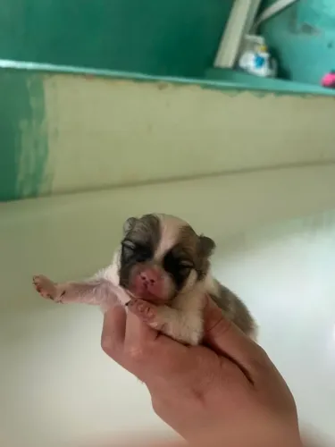 Lindos filhotes de lulu da Pomerânia