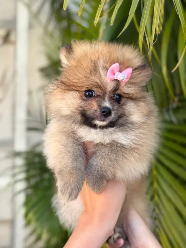 Spitz alemão FÊMEA