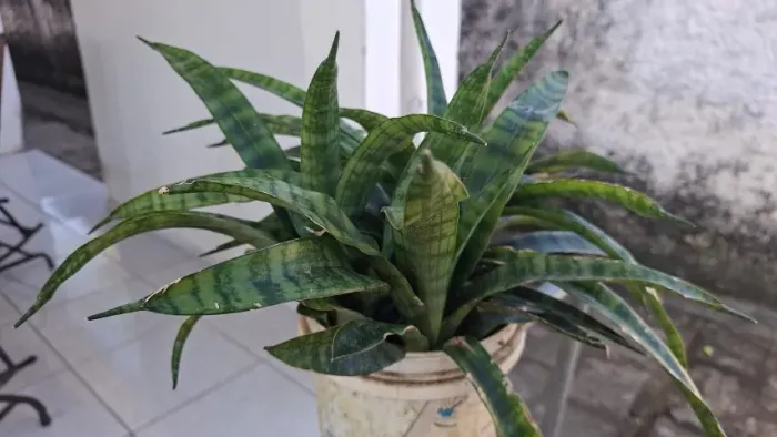 Espada de São Jorge, planta. Valor 10,00 reais.