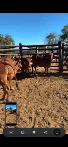 Vacas Sindi Puras