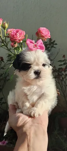 Shih Tzu mini fêmea