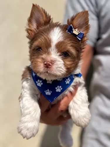 Super lindinho! Yorkshire merle macho raríssimo bebê