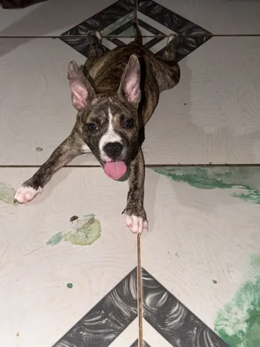 Vendo essa cachorra pitbull 