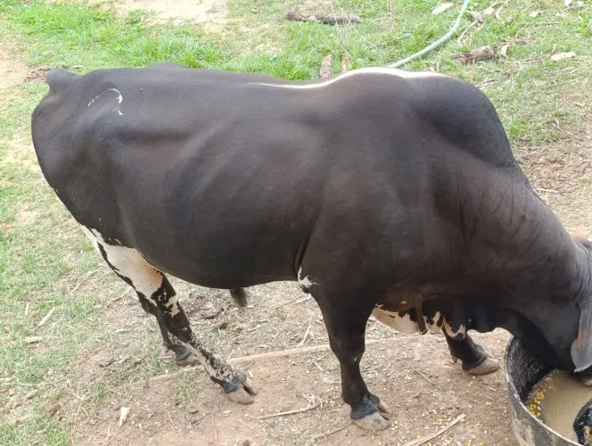 Vendo Gado/marruá/ boi