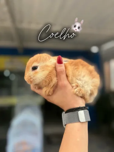 Coelhos filhotes 