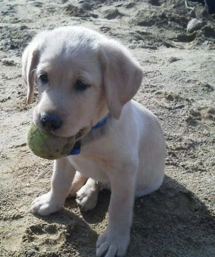 Labrador lindo e carinhoso
