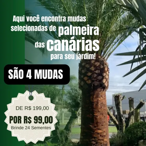 Palmeira das Canárias 4 Mudas + 24 Sementes 