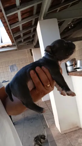 Filhotes de amercan bully poket com 40 dias disponíveis para venda