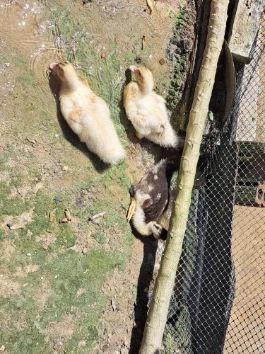 Patos 