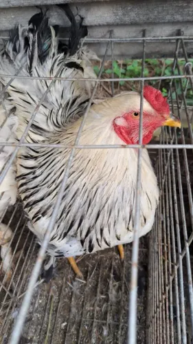 Galinhas e galos Brahma