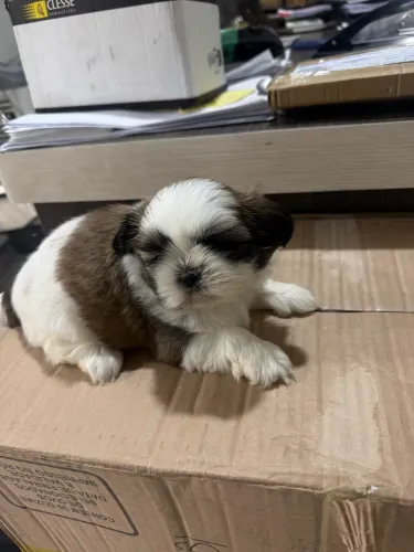Fêmea shi-tzu