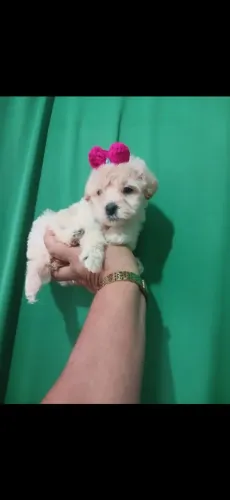 Poodle toy femea tenho um casal