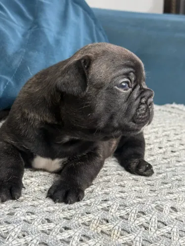 Buldog francês