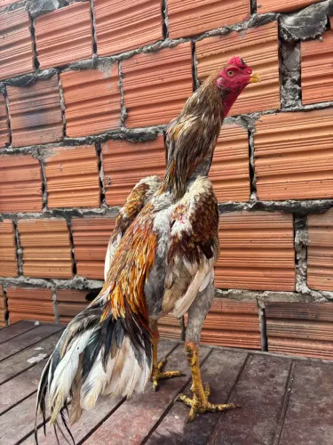Frango indiano