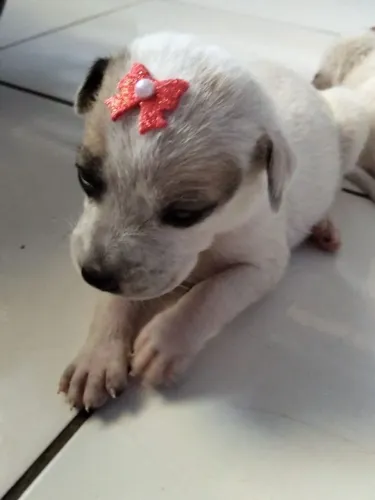Uma linda cadelinha pra doar. NÃO É DE RAÇA 