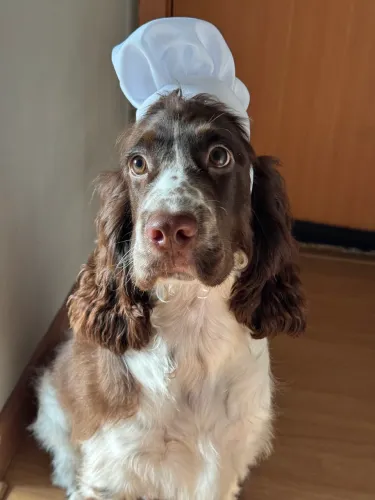 COCKER SPANIEL PROCURA NAMORADA