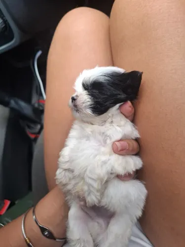 Último filhote macho de shihtzu 