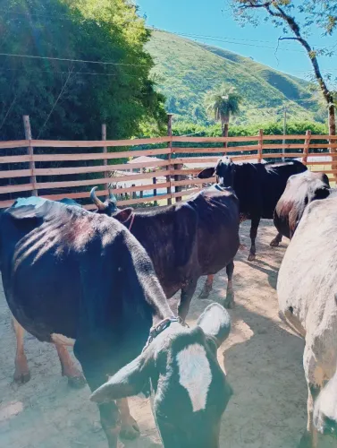 Vendo vacas 