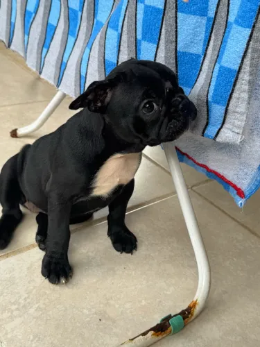 Buldogue francês fêmea 