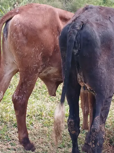 Venda de bezerras de fiv com. Muita genética. Registradas
