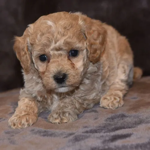Poodle Toy Red: Um amigo fiel que entende cada palavra que você diz