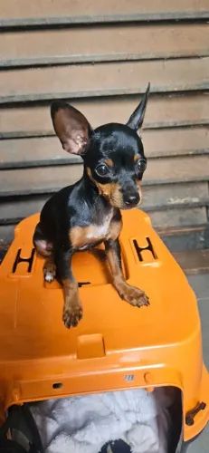 Pinscher Fêmea Zero