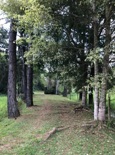 Fazenda de 100 hectares em Torreões