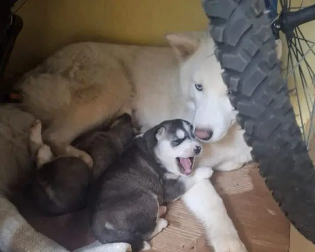 Husk Siberiano