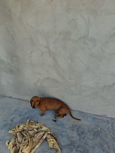 Macho 2 anos