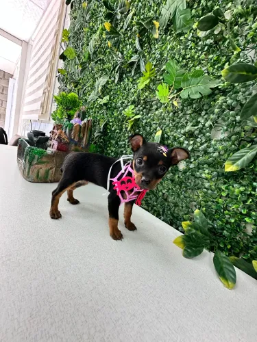 Filhote de Pinscher amigo disponível