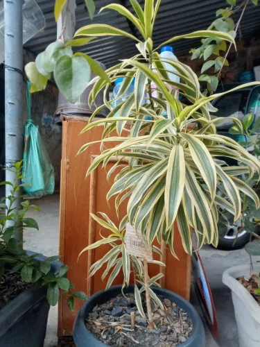 Plantas