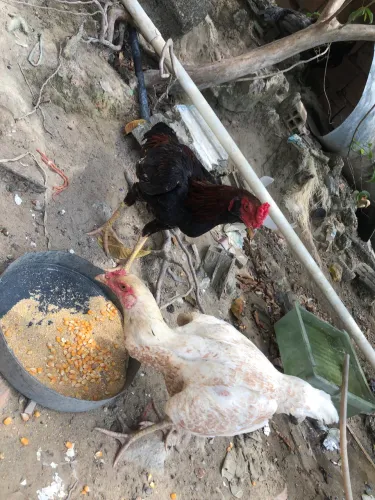 Vende-se um casal de frango da raça mura casal de boa genética e de boa procedência.