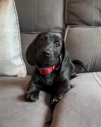 Filhotes de Dachshund pelo curto machos 