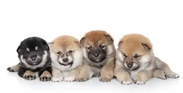 Shiba Inu