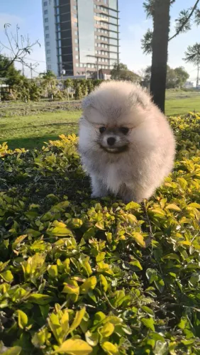 Spitz fêmea ursinha