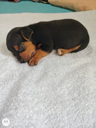 Pinscher 00