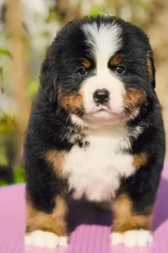 Filhotes de Bernese | Perito em roubar meias e corações.