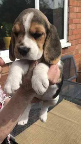 Beagle Onde existe uma aventura, existe um Beagle disposto.