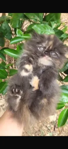Filhote gato persa fêmea