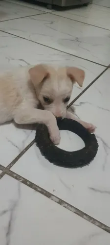 Doação de filhote de cachorro