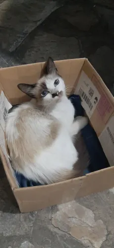 Gatinha Linda Sialata para Adoção 