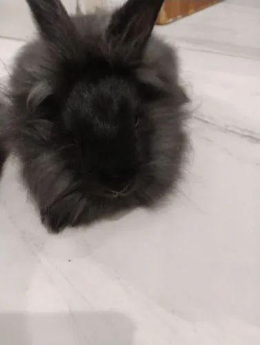 Filhotes de coelhos da raça Lionhead