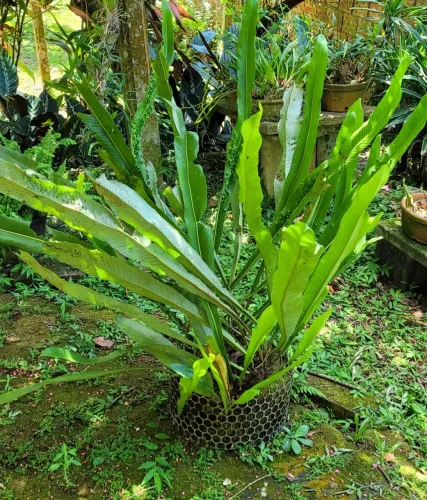 Samambaia Graciosa (Niphidium crassifolium) tamanho GG, adulta, folhas com até 1,20m