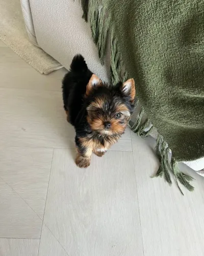 Filhotes De Yorkshire Terrier - Um Amigo Para Novas Jornadas