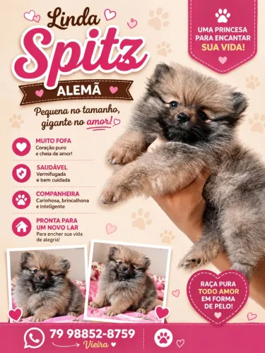 Filhotes de Spitz Alemão anão