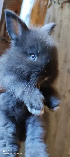 Filhotes de coelhos exóticos
