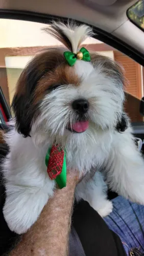 Shitzu o verdadeiro e puro com pedigree